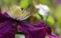 Warsaw Nike Clematis - 1 Gallon Pot 13 Warsaw Nike Clematis - 1 Gallon Pot -Garden Plants clematis warsaw nike 10
