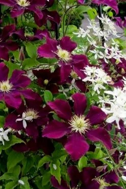 Warsaw Nike Clematis - 1 Gallon Pot 12 Warsaw Nike Clematis - 1 Gallon Pot -Garden Plants clematis warsaw nike 11