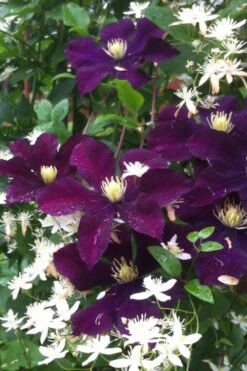 Warsaw Nike Clematis - 1 Gallon Pot 11 Warsaw Nike Clematis - 1 Gallon Pot -Garden Plants clematis warsaw nike 12
