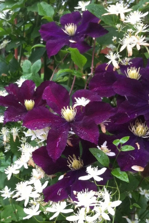 Warsaw Nike Clematis - 1 Gallon Pot 5 Warsaw Nike Clematis - 1 Gallon Pot - Image 5