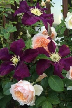 Warsaw Nike Clematis - 1 Gallon Pot 10 Warsaw Nike Clematis - 1 Gallon Pot -Garden Plants clematis warsaw nike 13