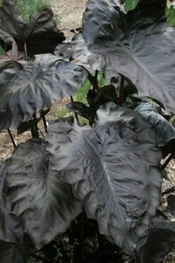 Royal Hawaiian Black Coral Elephant Ear (Colocasia) - 1 Gallon Pot -Garden Plants colocasia esculenta black coral elephant ear 4
