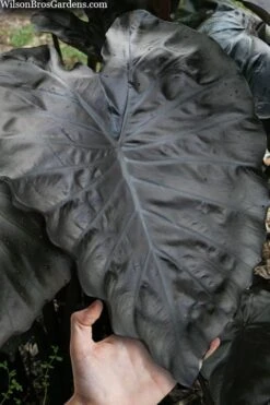 Royal Hawaiian Black Coral Elephant Ear (Colocasia) - 1 Gallon Pot