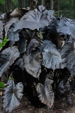 Royal Hawaiian Black Coral Elephant Ear (Colocasia) - 1 Gallon Pot -Garden Plants colocasia esculenta black coral elephant ear 6