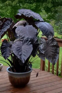 Royal Hawaiian Black Coral Elephant Ear (Colocasia) - 1 Gallon Pot -Garden Plants colocasia esculenta black coral elephant ear 7