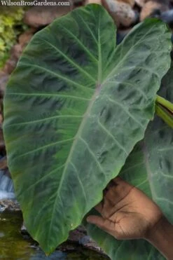Maximus Gigante Hardy Elephant Ear (Colocasia) - 5 Gallon Pot -Garden Plants colocasia maximus gigante elephant ears 3