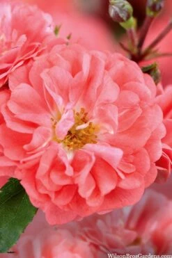 Coral Drift Groundcover Rose - 3 Gallon Pot -Garden Plants coral drift rose 101