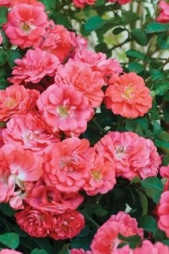 Coral Drift Groundcover Rose - 3 Gallon Pot -Garden Plants coral drift rose 102