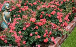Coral Drift Groundcover Rose - 3 Gallon Pot -Garden Plants coral drift rose 104
