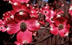 Ragin' Red Dogwood Tree - 3 Gallon Pot -Garden Plants cornus florida ragin red dogwood tree 11