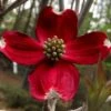 Ragin' Red Dogwood Tree - 3 Gallon Pot