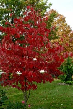 Ragin' Red Dogwood Tree - 3 Gallon Pot -Garden Plants cornus florida ragin red dogwood tree 5