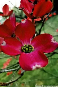 Ragin' Red Dogwood Tree - 3 Gallon Pot -Garden Plants cornus florida ragin red dogwood tree 6