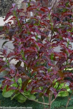 Ragin' Red Dogwood Tree - 3 Gallon Pot -Garden Plants cornus florida ragin red dogwood tree 9