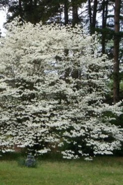 Native White Flowering Dogwood (Cornus Florida) - 3 Gallon Pot -Garden Plants cornus florida white flowering dogwood 2