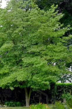 Native White Flowering Dogwood (Cornus Florida) - 3 Gallon Pot -Garden Plants cornus florida white flowering dogwood 3