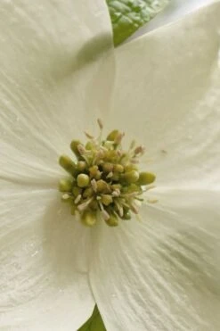 Native White Flowering Dogwood (Cornus Florida) - 3 Gallon Pot -Garden Plants cornus florida white flowering dogwood 5