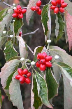 Native White Flowering Dogwood (Cornus Florida) - 3 Gallon Pot -Garden Plants cornus florida white flowering dogwood fruit berries 9