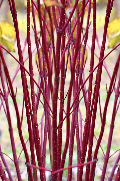 Red Osier Red Twig Dogwood (Cornus Sericea) - 1 Gallon Pot 5 Red Osier Red Twig Dogwood (Cornus Sericea) - 1 Gallon Pot - Image 5