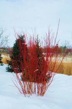 Red Osier Red Twig Dogwood (Cornus Sericea) - 1 Gallon Pot 10 Red Osier Red Twig Dogwood (Cornus Sericea) - 1 Gallon Pot -Garden Plants cornus sericera red osier dogwood 4