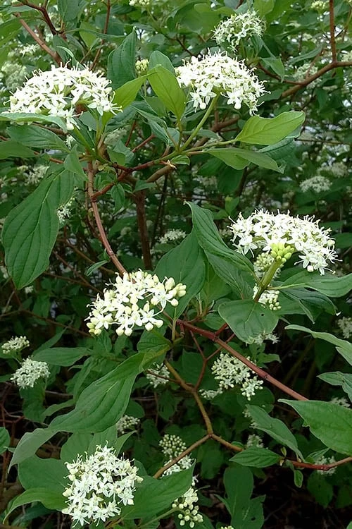Red Osier Red Twig Dogwood (Cornus Sericea) - 1 Gallon Pot 6 Red Osier Red Twig Dogwood (Cornus Sericea) - 1 Gallon Pot - Image 6