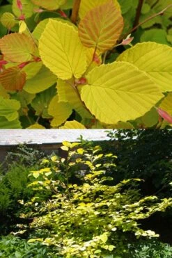 Golden Spring Winter Hazel (Corylopsis) - 1 Gallon Pot -Garden Plants corylopsis spicata golden spring winterhazel 13