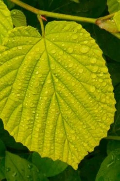 Golden Spring Winter Hazel (Corylopsis) - 1 Gallon Pot -Garden Plants corylopsis spicata golden spring winterhazel 15