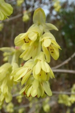 Golden Spring Winter Hazel (Corylopsis) - 1 Gallon Pot -Garden Plants corylopsis spicata golden spring winterhazel 17