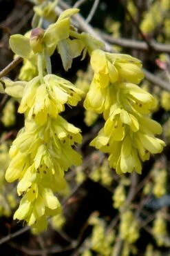 Golden Spring Winter Hazel (Corylopsis) - 1 Gallon Pot -Garden Plants corylopsis spicata golden spring winterhazel 18