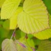 Golden Spring Winter Hazel (Corylopsis) - 1 Gallon Pot
