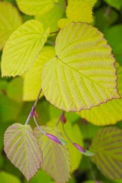 Golden Spring Winter Hazel (Corylopsis) - 1 Gallon Pot