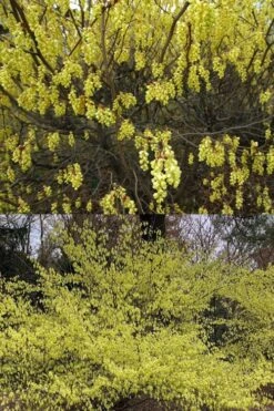 Golden Spring Winter Hazel (Corylopsis) - 1 Gallon Pot -Garden Plants corylopsis spicata golden spring winterhazel 2