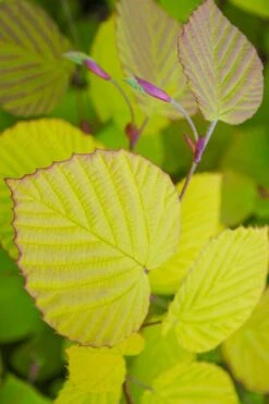 Golden Spring Winter Hazel (Corylopsis) - 1 Gallon Pot -Garden Plants corylopsis spicata golden spring winterhazel 20