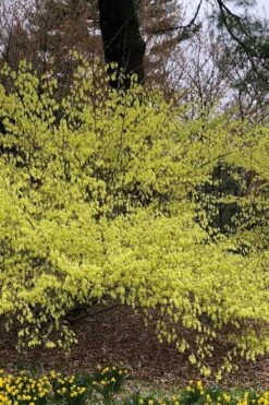 Golden Spring Winter Hazel (Corylopsis) - 1 Gallon Pot -Garden Plants corylopsis spicata golden spring winterhazel 3