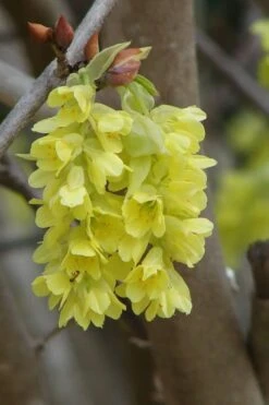 Golden Spring Winter Hazel (Corylopsis) - 1 Gallon Pot -Garden Plants corylopsis spicata golden spring winterhazel 7