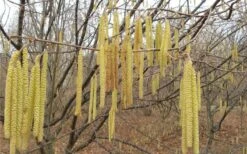 American Hazelnut (Filbert) - 3 Gallon Pot -Garden Plants corylus american american hazelnut fall leaves 10 1