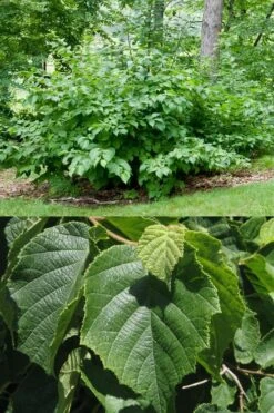 American Hazelnut (Filbert) - 1 Gallon Pot -Garden Plants corylus american american hazelnut fall leaves 13