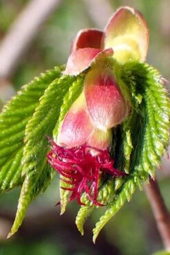 American Hazelnut (Filbert) - 3 Gallon Pot -Garden Plants corylus american american hazelnut fall leaves 8 1