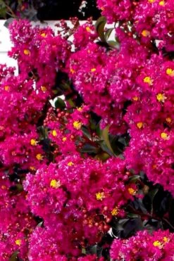 Berry Dazzle Dwarf Crape Myrtle (Single-Trunk Topiary) - 7 Gallon Pot -Garden Plants crape myrtle berry dazzle tree form topiary standard 2