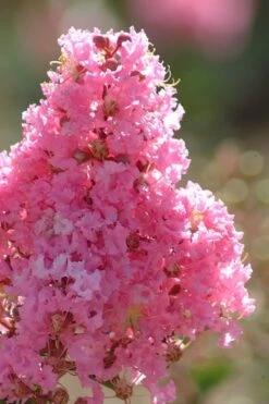 Sioux Pink Crape Myrtle Tree (Single Trunk) - 5 Gallon Pot -Garden Plants crape myrtle sioux pink 52