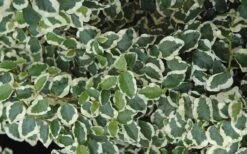 Variegated Creeping Fig - Ficus Pumila 'Variegata' - 6 Pack Of Pint Pots -Garden Plants creeping fig ficus pumila variegata 50 1