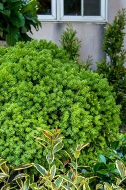 Dragon Prince Cryptomeria - 1 Gallon Pot -Garden Plants cryptomeria dragon prince dwarf japanese cedar 1 1