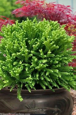 Dragon Prince Cryptomeria - 3 Gallon Pot -Garden Plants cryptomeria dragon prince dwarf japanese cedar 4 2