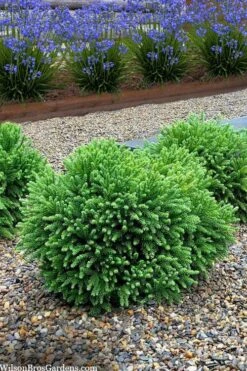 Dragon Prince Cryptomeria - 1 Gallon Pot -Garden Plants cryptomeria dragon prince dwarf japanese cedar 5 1