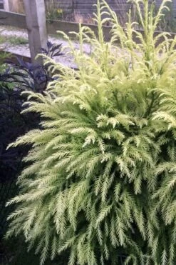 Sekken Sugi Golden Cryptomeria (Japanese Cedar) - 5 Gallon Pot 9 Sekken Sugi Golden Cryptomeria (Japanese Cedar) - 5 Gallon Pot -Garden Plants cryptomeria japonica sekkan sugi japanese cedar 2