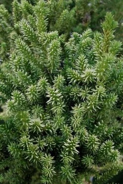 Vilmorin's Dwarf Cryptomeria (Japanese Cedar) - 1 Gallon Pot 8 Vilmorin's Dwarf Cryptomeria (Japanese Cedar) - 1 Gallon Pot -Garden Plants cryptomeria japonica vilmoriniana dwarf japanese cedar 12