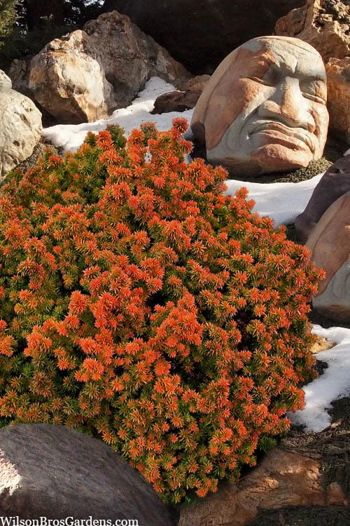 Vilmorin's Dwarf Cryptomeria (Japanese Cedar) - 1 Gallon Pot 1 Vilmorin's Dwarf Cryptomeria (Japanese Cedar) - 1 Gallon Pot