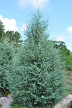 Carolina Sapphire Arizona Cypress - 7 Gallon Pot (4-5') -Garden Plants cupressus arizonica arizona carolina sapphire cypress 1