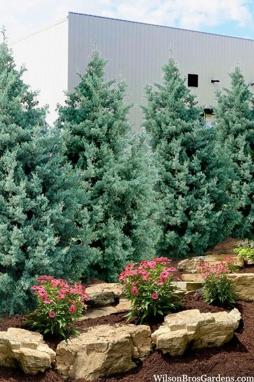 Carolina Sapphire Arizona Cypress - 5 Gallon Pot 1 Carolina Sapphire Arizona Cypress - 5 Gallon Pot