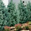 Carolina Sapphire Arizona Cypress - 7 Gallon Pot (5-6')
